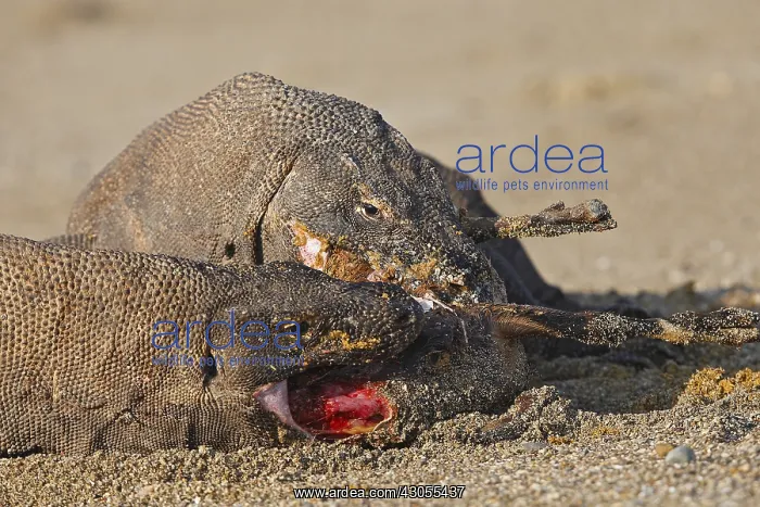 : Komodo dragons eating goat Komodo National Park Indonesia : Komodo dragons eating goat Komodo National Park Indonesia