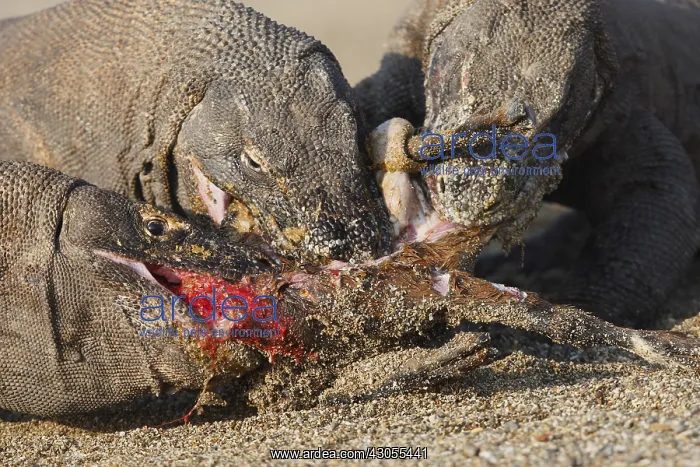 : Komodo dragons eating goat Komodo National Park Indonesia : Komodo dragons eating goat Komodo National Park Indonesia