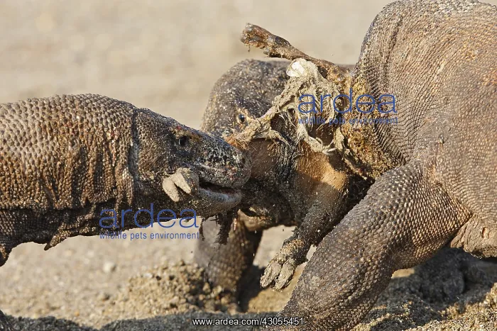 : Komodo dragons eating goat Komodo National Park Indonesia : Komodo dragons eating goat Komodo National Park Indonesia