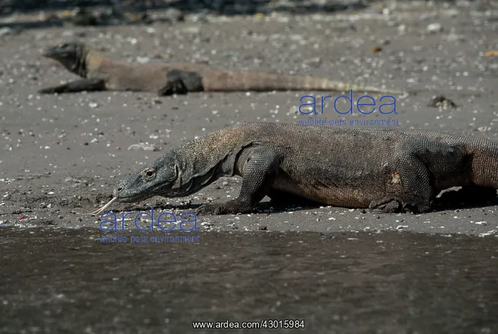 : Komodo Dragons pair on beach : Komodo Dragons pair on beach