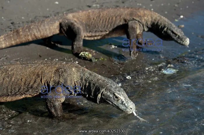 : Komodo Dragons - pair on beach - Horseshoe Bay : Komodo Dragons - pair on beach - Horseshoe Bay