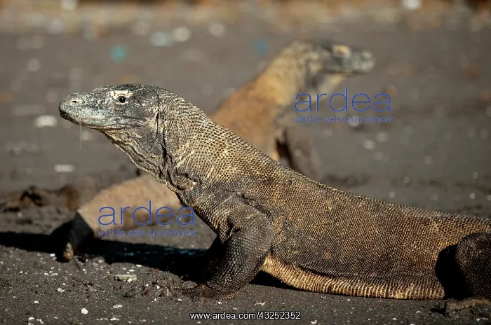: Komodo Dragons - pair on beach - Horseshoe Bay : Komodo Dragons - pair on beach - Horseshoe Bay