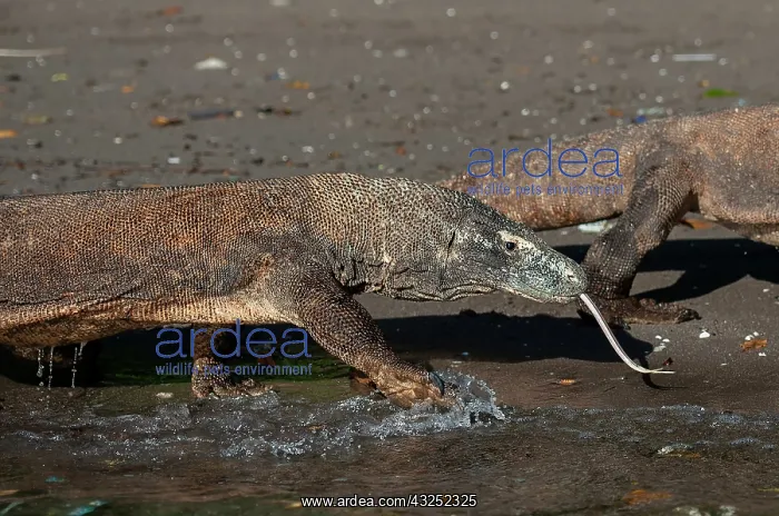 : Komodo Dragons - pair walking on beach - Horseshoe : Komodo Dragons - pair walking on beach - Horseshoe