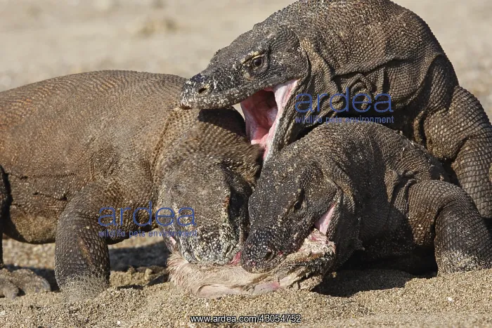 : Komodo Dragons sharing a goat carcass Rinca Indonesia : Komodo Dragons sharing a goat carcass Rinca Indonesia