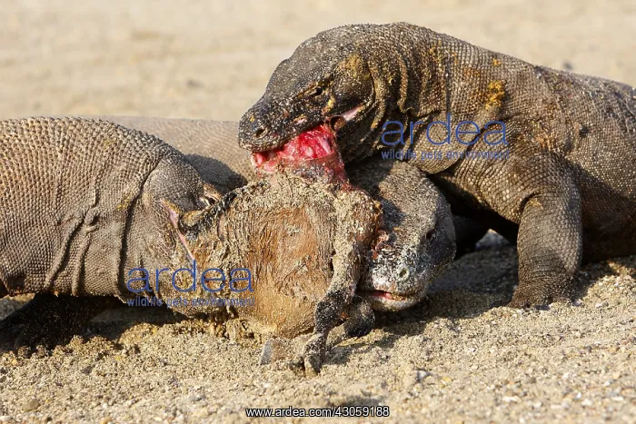 : Komodo Dragons sharing a goat carcass Rinca Indonesia : Komodo Dragons sharing a goat carcass Rinca Indonesia