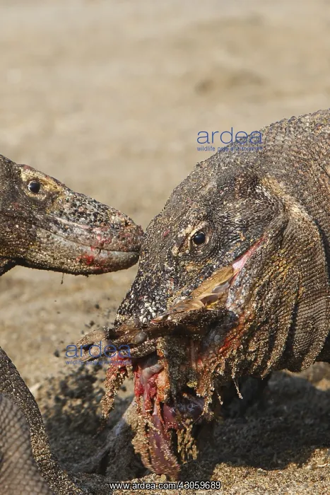 : Komodo Dragons sharing a goat carcass Rinca Indonesia : Komodo Dragons sharing a goat carcass Rinca Indonesia