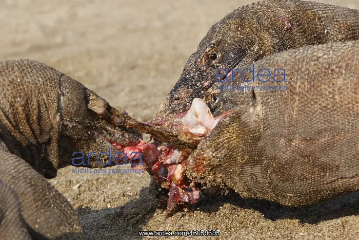 : Komodo Dragons sharing a goat carcass Rinca Indonesia : Komodo Dragons sharing a goat carcass Rinca Indonesia