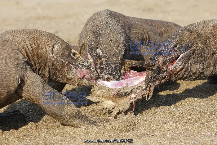 : Komodo Dragons sharing a goat carcass Rinca Indonesia : Komodo Dragons sharing a goat carcass Rinca Indonesia