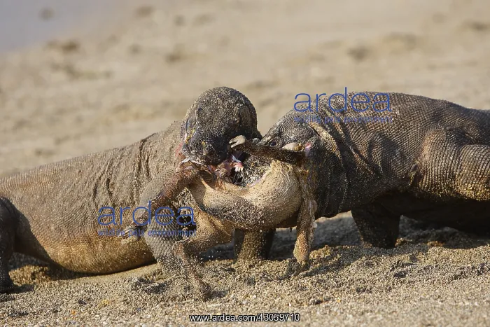  : Komodo Dragons sharing a goat carcass Rinca Indonesia