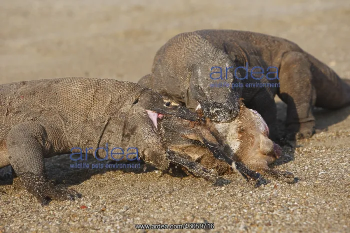 : Komodo Dragons sharing a goat carcass Rinca Indonesia : Komodo Dragons sharing a goat carcass Rinca Indonesia