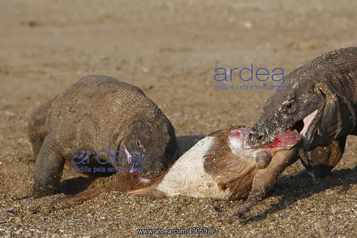: Komodo Dragons sharing a goat carcass Rinca Indonesia : Komodo Dragons sharing a goat carcass Rinca Indonesia