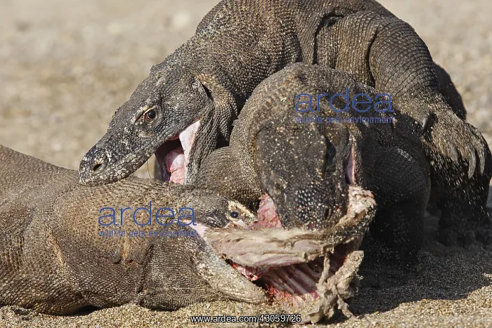 : Komodo Dragons sharing a goat carcass Rinca Indonesia : Komodo Dragons sharing a goat carcass Rinca Indonesia