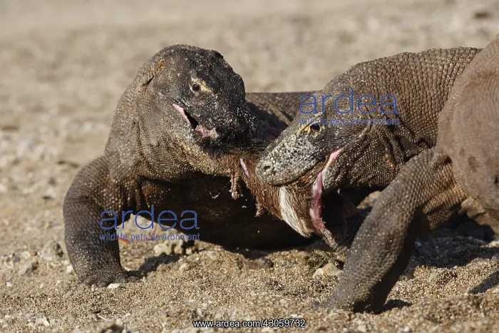 : Komodo Dragons sharing a goat carcass Rinca Indonesia : Komodo Dragons sharing a goat carcass Rinca Indonesia