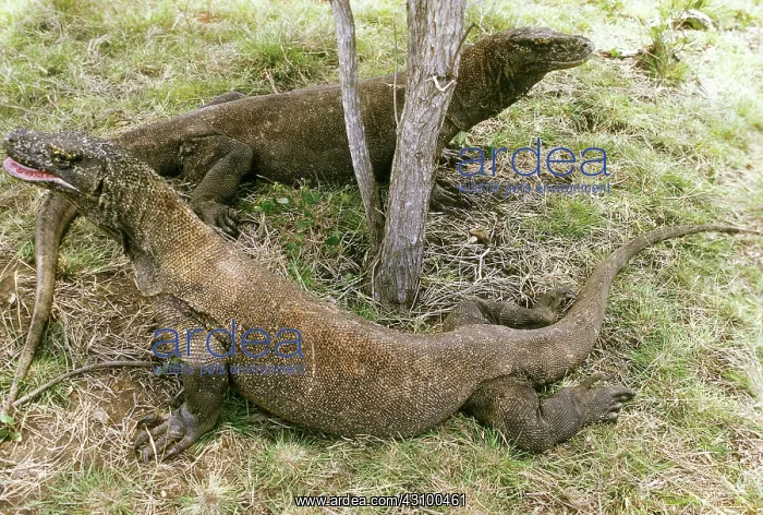 : Komodo Dragons (Varanus komodoensis) : Komodo Dragons (Varanus komodoensis)