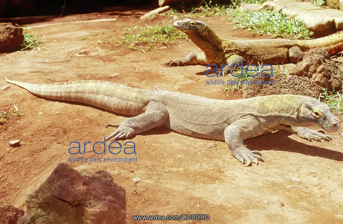: Komodo Dragons (Varanus komodoensis) : Komodo Dragons (Varanus komodoensis)