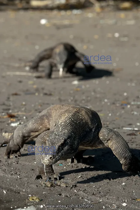 : Komodo Dragons walking on beach - Horseshoe Bay : Komodo Dragons walking on beach - Horseshoe Bay