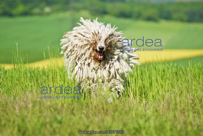 : Komondor, Hungarian livestock guardian dog, running : Komondor, Hungarian livestock guardian dog, running