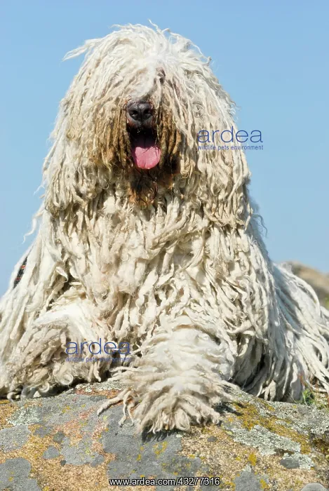 : Komondor, Hungarian shepherd dog, lying on rocks : Komondor, Hungarian shepherd dog, lying on rocks