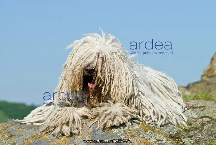 : Komondor, Hungarian shepherd dog, lying on rocks : Komondor, Hungarian shepherd dog, lying on rocks