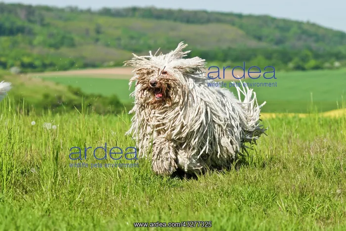 : Komondor, Hungarian shepherd dog, running across : Komondor, Hungarian shepherd dog, running across