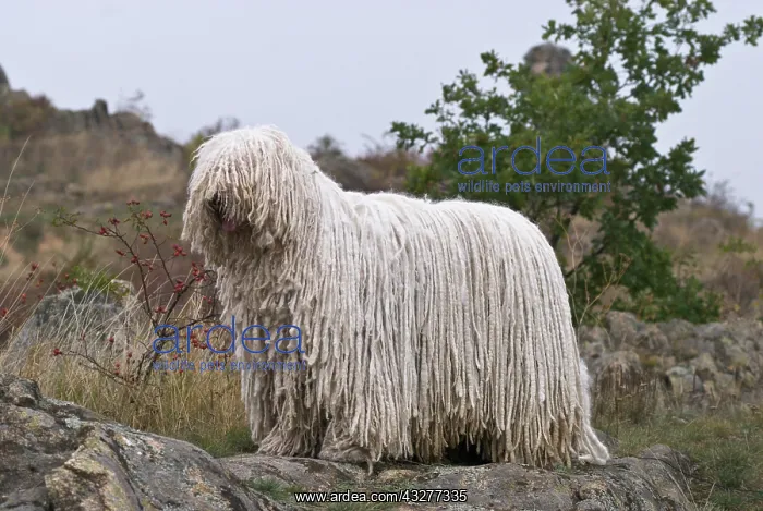 : Komondor, Hungarian shepherd dog, standing on a : Komondor, Hungarian shepherd dog, standing on a