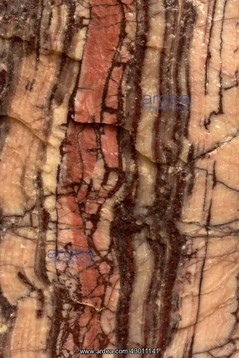 : Kona Dolomite (CaMg(CO3)2) : Kona Dolomite (CaMg(CO3)2)