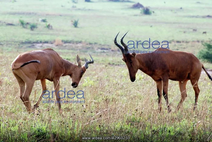  : Kongoni  /  Coke's Hartebeeste - sparring males