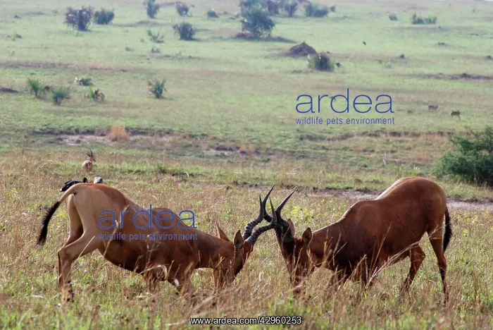 : Kongoni / Coke's Hartebeeste - sparring males : Kongoni / Coke's Hartebeeste - sparring males