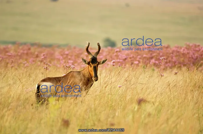 : Kongoni / Red Hartebeest : Kongoni / Red Hartebeest