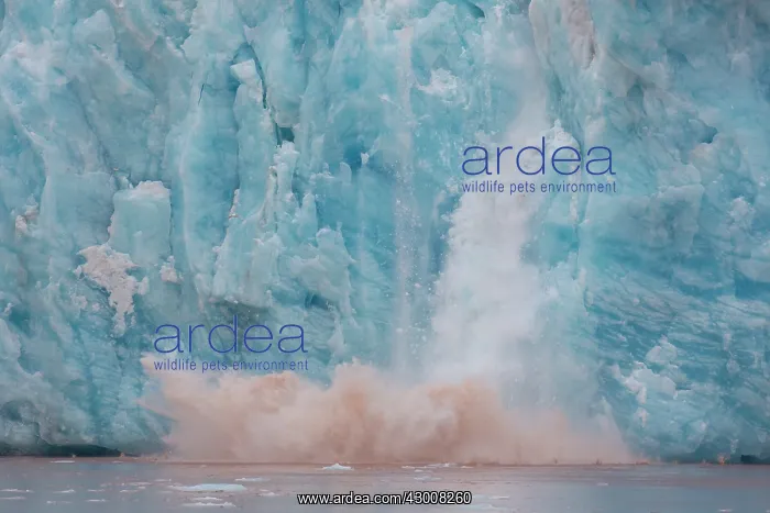 : Kongsbreen calving into Kongsfjord - Svalbard - Norway : Kongsbreen calving into Kongsfjord - Svalbard - Norway