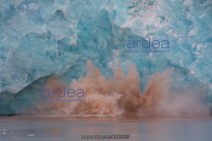 : Kongsbreen calving into Kongsfjord - Svalbard - Norway : Kongsbreen calving into Kongsfjord - Svalbard - Norway