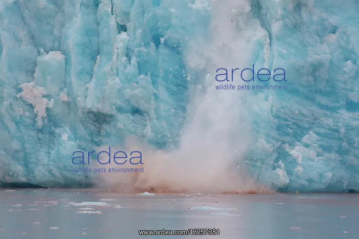 : Kongsbreen calving into Kongsfjord - Svalbard - Norway : Kongsbreen calving into Kongsfjord - Svalbard - Norway