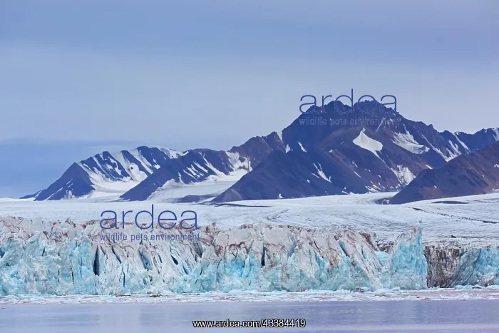 : Kongsbreen glacier in autumn, fall, calving into Kongsfjorde : Kongsbreen glacier in autumn, fall, calving into Kongsfjorde