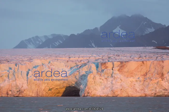 : Kongsbreen glacier in evening light at Kongsfjord : Kongsbreen glacier in evening light at Kongsfjord