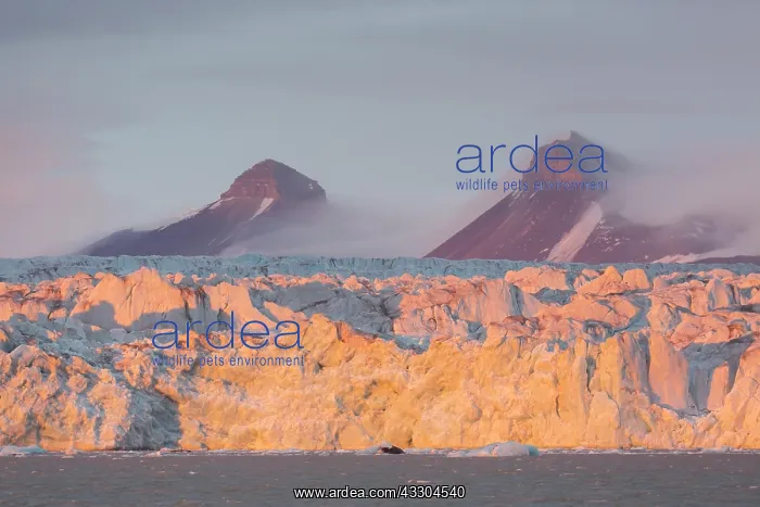 : Kongsbreen glacier in evening light at Kongsfjord : Kongsbreen glacier in evening light at Kongsfjord
