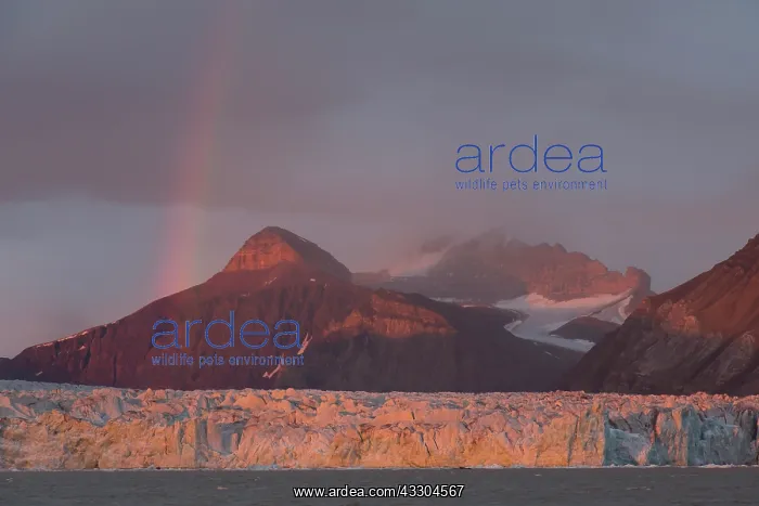 : Kongsbreen glacier in evening light at Kongsfjord : Kongsbreen glacier in evening light at Kongsfjord