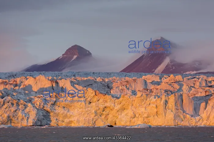 : Kongsbreen glacier in evening light at sunset, calving into : Kongsbreen glacier in evening light at sunset, calving into