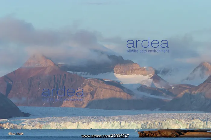 : Kongsvegan Glacier - near Ny-Alesund, Spitzbergen. Svalbard : Kongsvegan Glacier - near Ny-Alesund, Spitzbergen. Svalbard