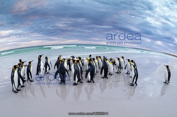 : Konigspinguine (Aptenodytes patagonicus) am Strand : Konigspinguine (Aptenodytes patagonicus) am Strand