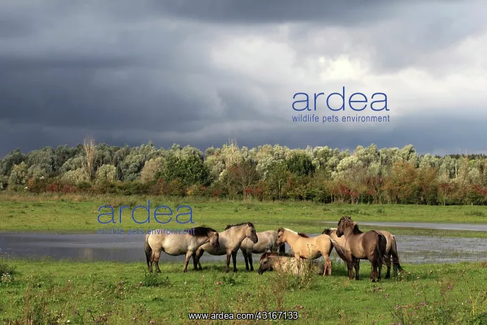 : Konik (Equus caballus caballus) horses standing in a herd : Konik (Equus caballus caballus) horses standing in a herd