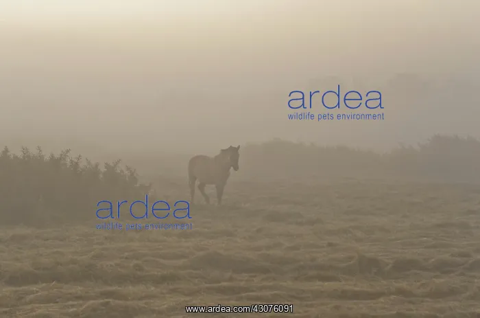 : Horse. Konik (Equus caballus) horse standing in early morning foggy field : Horse. Konik (Equus caballus) horse standing in early morning foggy field