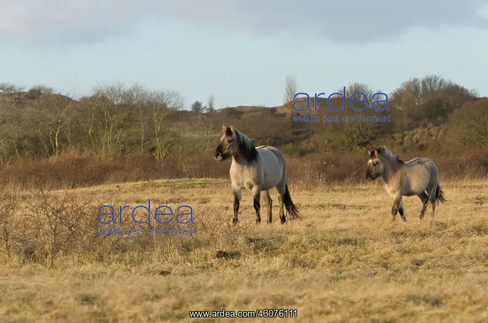 : Horse. Konik (Equus caballus) horses standing in the field in front of the dunes : Horse. Konik (Equus caballus) horses standing in the field in front of the dunes