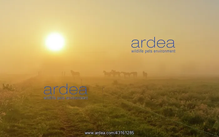 : Horse. Konik (Equus caballus) horses standing in foggy grassland during sunrise : Horse. Konik (Equus caballus) horses standing in foggy grassland during sunrise