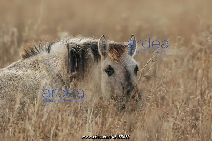 : Horse. Konik (Equus caballus) lying in vegetation : Horse. Konik (Equus caballus) lying in vegetation