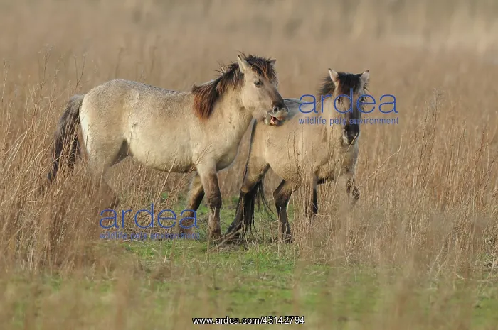 : Horse. Konik (Equus caballus) playing in reedland : Horse. Konik (Equus caballus) playing in reedland