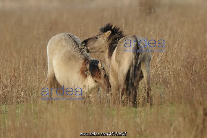 : Horse. Konik (Equus caballus) playing in reedland : Horse. Konik (Equus caballus) playing in reedland