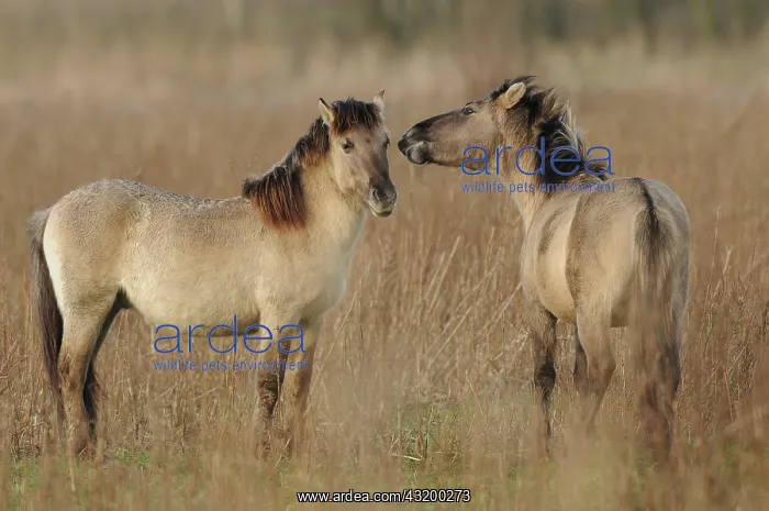  : Horse. Konik (Equus caballus) playing in reedland