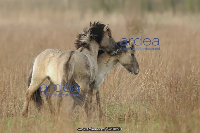 : Horse. Konik (Equus caballus) playing in reedland : Horse. Konik (Equus caballus) playing in reedland