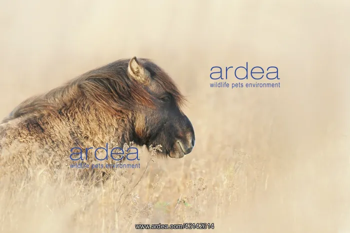 : Horse. Konik (Equus caballus) portrait : Horse. Konik (Equus caballus) portrait