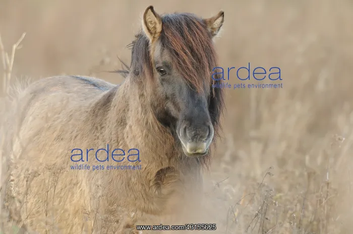 : Horse. Konik (Equus caballus) stallion portrait : Horse. Konik (Equus caballus) stallion portrait